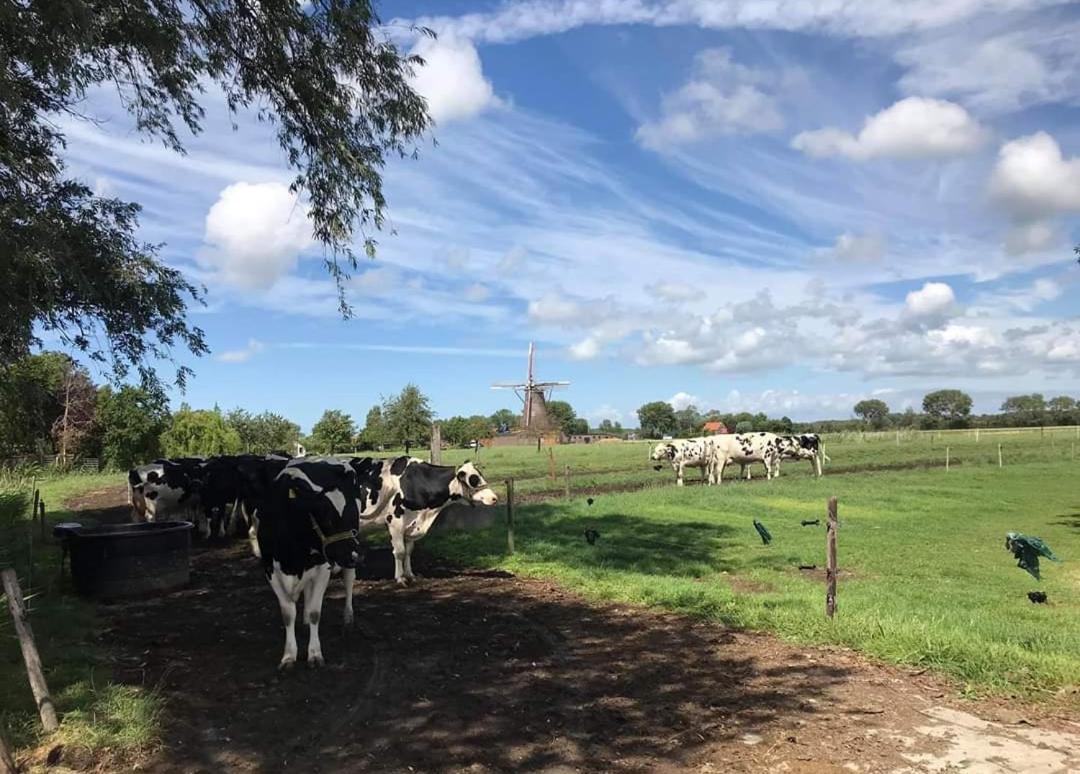 Chalets Op Minicamping Dorpszicht Gapinge Exterior foto