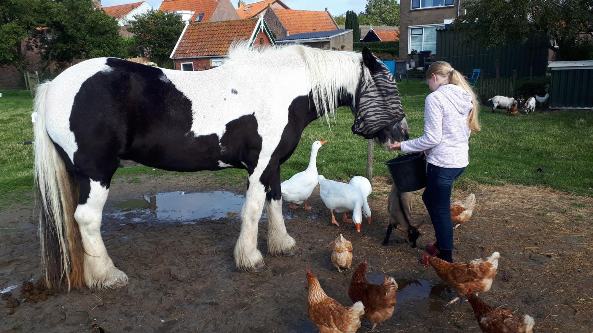 Chalets Op Minicamping Dorpszicht Gapinge Exterior foto